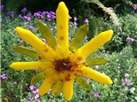 Yellow Daisy Glass Garden Stake