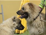 Pet Grooming: ABC's of Dog Training LLC