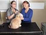 Pet Grooming: Happy Pet Tails/Grooming & Pet