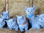 Paint with Kittens | July 26th 1pm