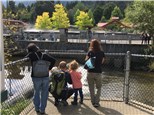 Friends of the Issaquah Salmon Hatchery Annual Membership