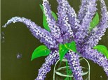 Stop and Smell the Lilacs -Canvas Class Saturday February 12th  6:30-8:30pm