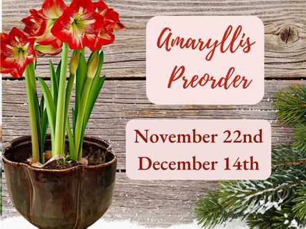 Amaryllis Preorder at KILN CREATIONS