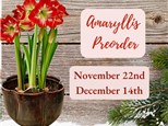 Amaryllis Preorder at KILN CREATIONS