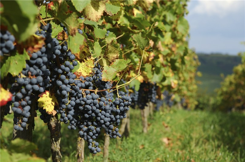 Tapteil Vineyard Winery