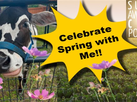 Paint with Boone the Mini Cow! -Spring Celebration