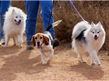 Pet Grooming: Feldspar Canine Co Pet Groomer CA