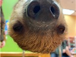SOLD OUT ... Paint with Xena the SLOTH: Saturday,  January 29th: 10am-12pm
