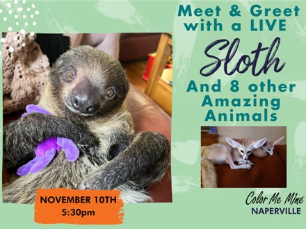 Paint with a LIVE sloth, Rico! Sunday, November 10th at 5:30pm