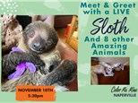 Paint with a LIVE sloth, Rico! Sunday, November 10th at 5:30pm