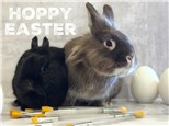 Paint with Bunnies - Mar 30th 3-5pm