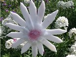 Iridescent White Daisy Fused Glass Garden Stake