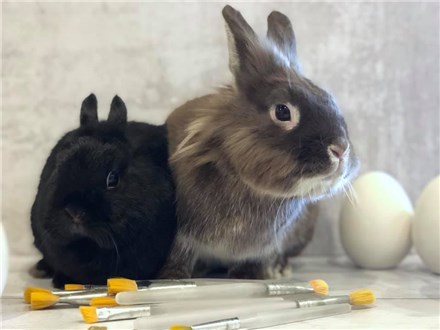 Paint with Bunnies - Mar 30th | 3-5pm
