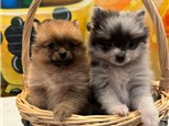 Paint with Puppies - Sat, Nov 2nd 1-3pm