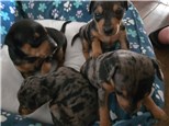 Paint with mini pin Puppies | Oct 25th 1pm
