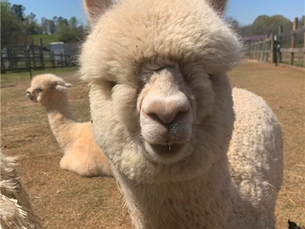 Paint a 'Paca at Carolina Sunshine Alpaca Farm!- July 22nd - $15