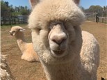 Paint a 'Paca at Carolina Sunshine Alpaca Farm!- July 22nd - $15
