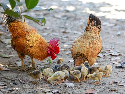 Painting with Baby Roosters