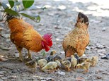Painting with Baby Roosters