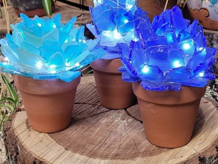 "Sea Glass" Succulents (3) - Sunday, May 19, 10:00am