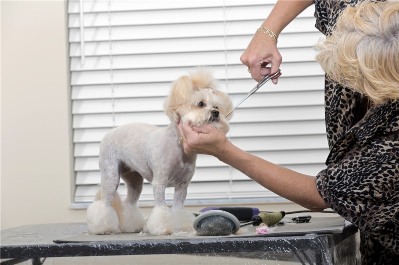 Beverly's Dog Grooming Salon