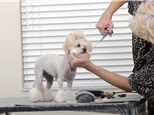 Pet Grooming: Wiggly Tails