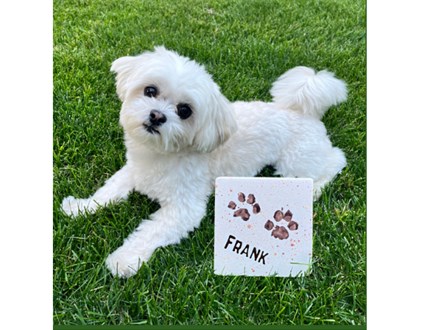 Paw Print Tiles