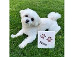 Paw Print Tiles
