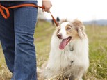 Pet Sitting: Soffa Pet Sitting & Dog Walking