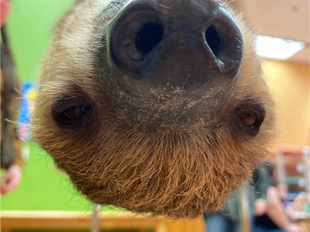 She's back! Paint with Xena the Sloth: Sunday, October 23rd: 10am-12pm